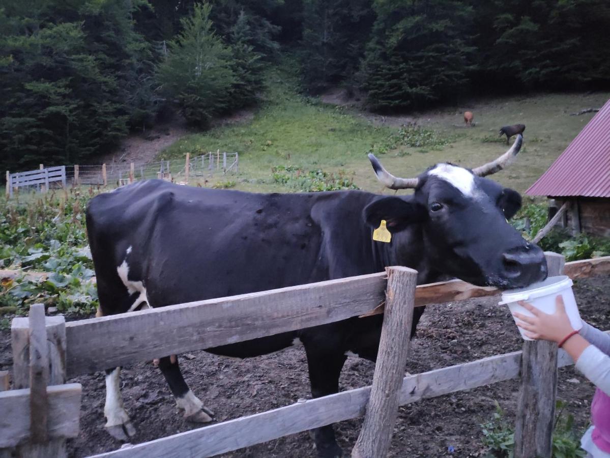 Dulovic - Katun Potoci Villa Kolašin Exterior foto